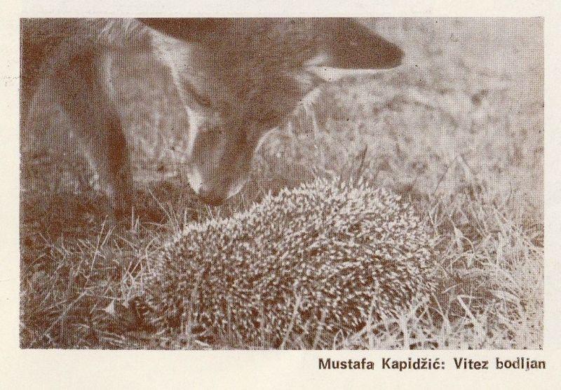 Mala povijest bh. kratkometražnog filma (1947-1990), vol. 13