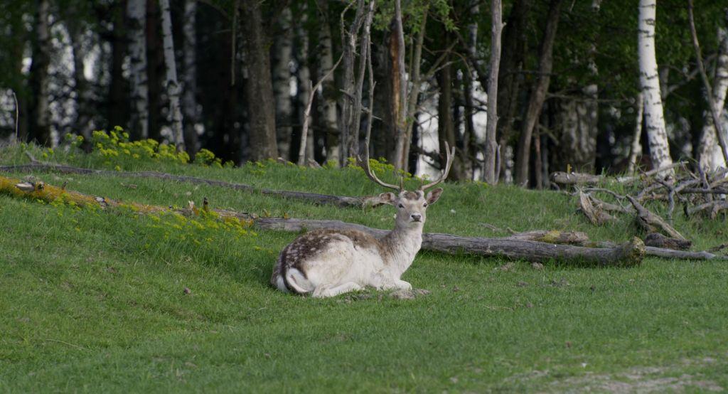 Besplatne online projekcije filma “Divia“