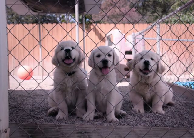 Nova Netflixova dokumentarna serija: "Dogs"