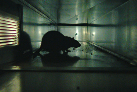 Novi dokumentarac Morgana Spurlocka: "Rats"