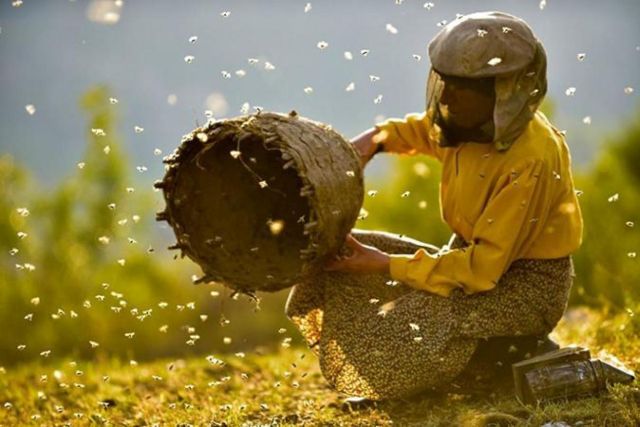 Honeyland: Med i život