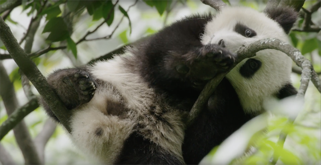 Nova Disneynature avantura: "Born In China"